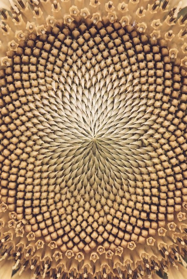 The spirals of a sunflower's seeds